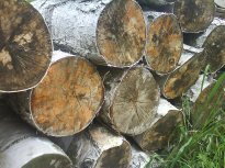 drewno narażone na szkodniki